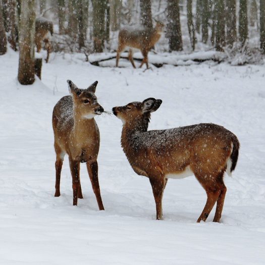 Some deer in the snowy woods.