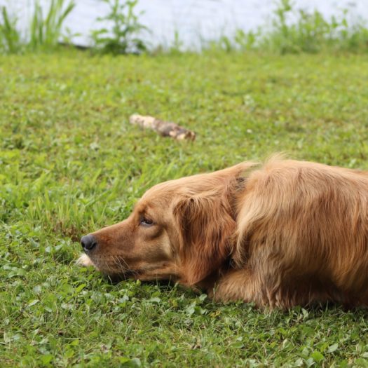 A dog laying on grass.