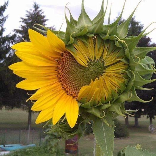 A partially bloomed sun flower.