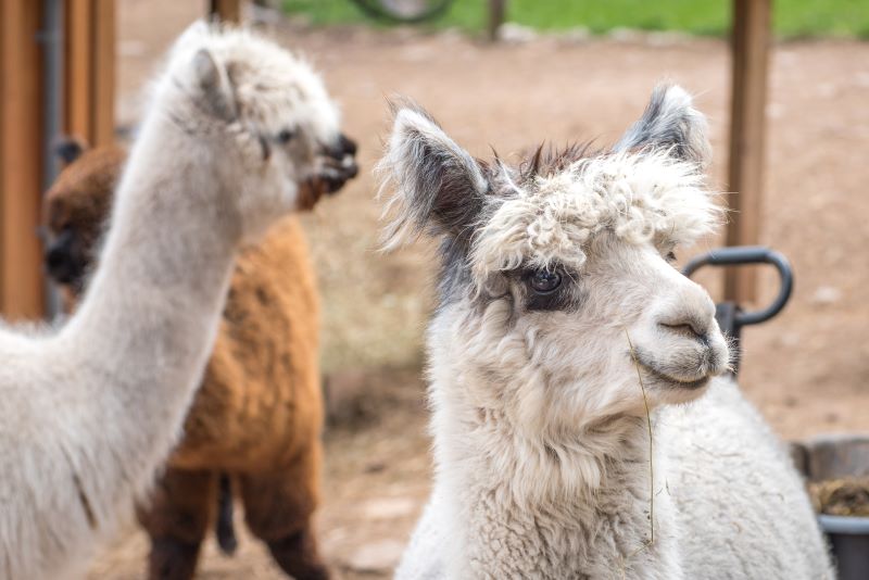 Artisan Alpacas – Small Business Saturday Christmas Sale