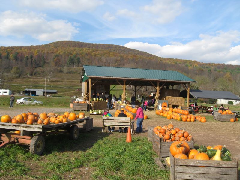 Crates of pumpkins and a pavilion at Whistle Pig Pumpkin Patch