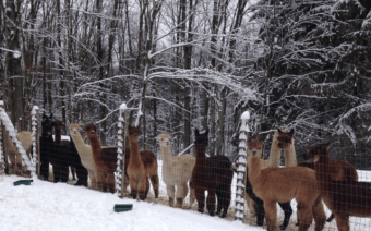 Alpacas of Sunshine Farm