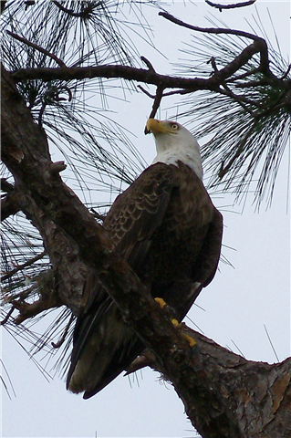 Second Place Winner: Eagle. Photographer-Beverly H. James. Picture of a Bald Eagle up in a pine tree.