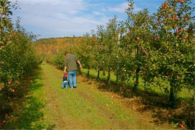 Honorable Mention - Apple Doesn't Fall Far - Photographer: Erika Bruckner. Young man leading a toddler through and apple orchard on a sunny day.