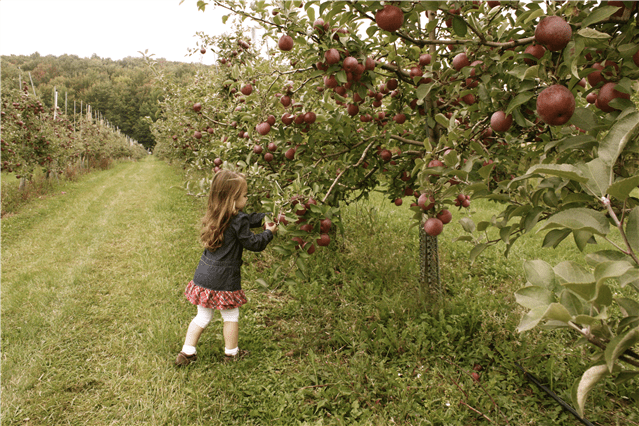 First Place Winner: Farm Fresh Adventure PHOTOGRAPHER: Erika Bruckner. Young girl picking an apple off of an apple tree.