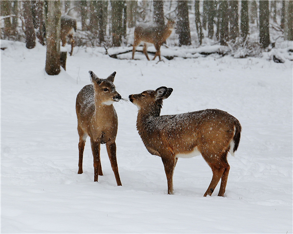 Second Place Winner: Snow Deer PHOTOGRAPHER: Donna Roberts. Two young deer in the snow, looking at each other.