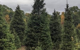 Balewski Christmas Trees
