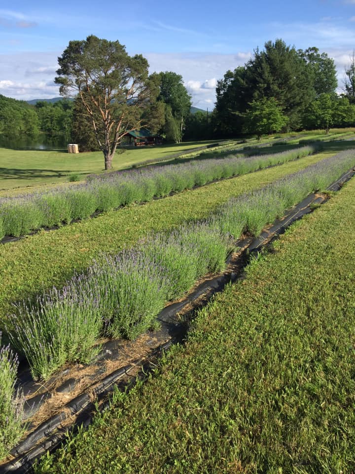 Fields of lavender bushes