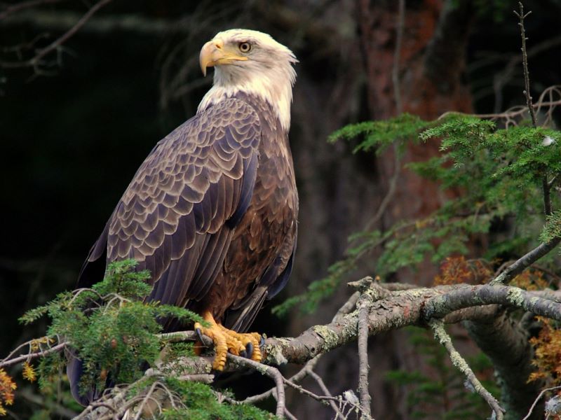 Bald eagle on a pine branch near the Susquehanna River