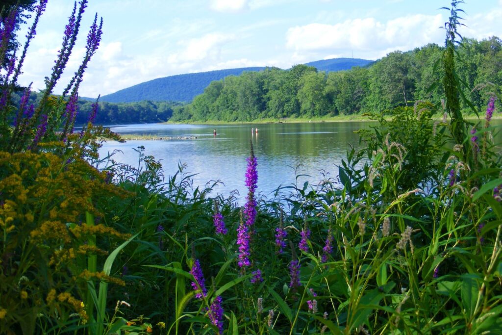 The North Branch Susquehanna River with purple and yellow wildflowers in the foreground
