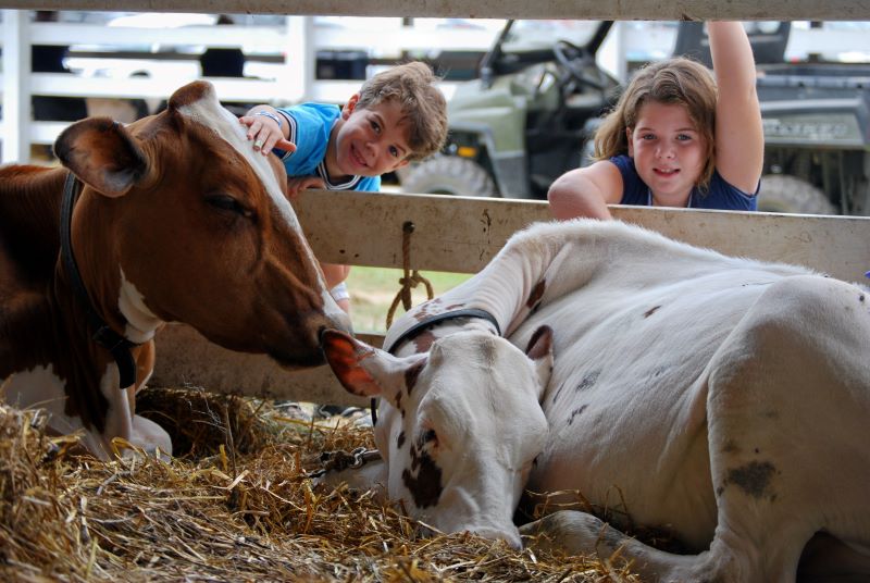 A boy and a girl pet cows at the Wyoming County Fair