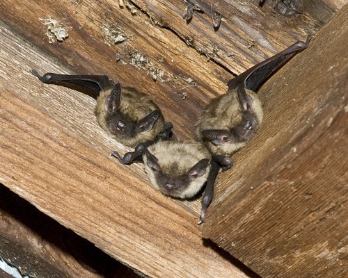 Three bats roosting in the wooden rafters of a building