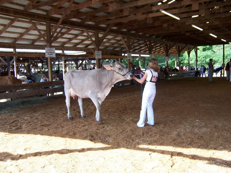 A girl leads a cow through the arena