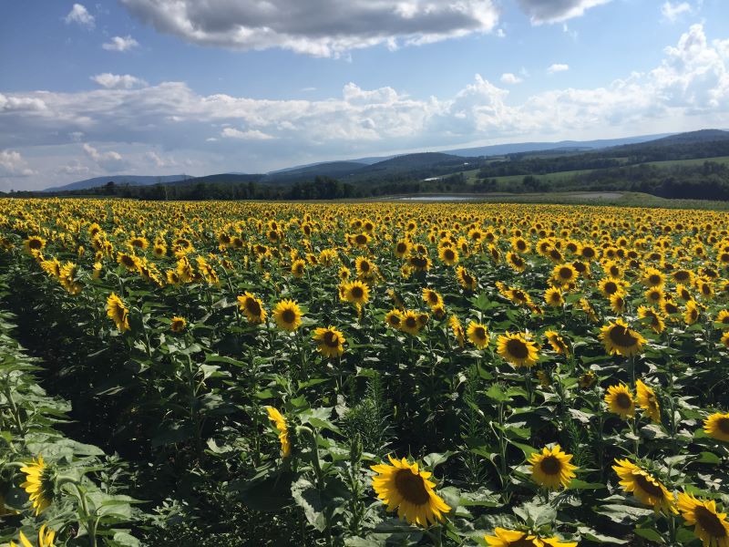 Field of sunflowers with mountains in the background