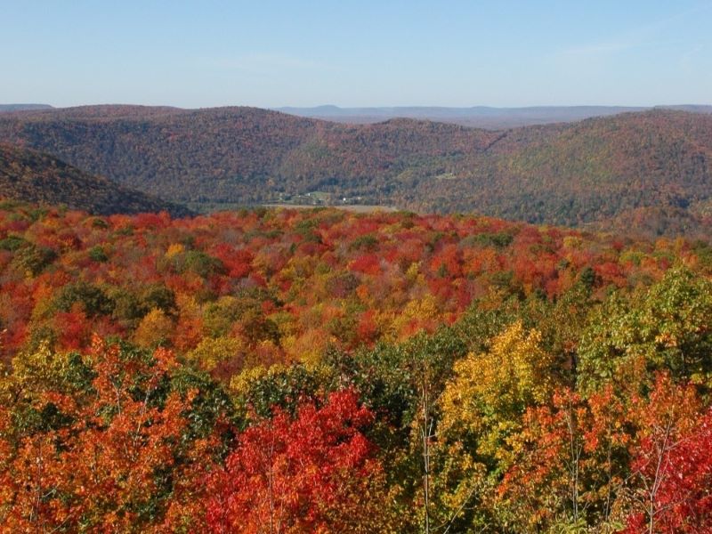 A vista overlooking fall foliage in Loyalsock State Forest