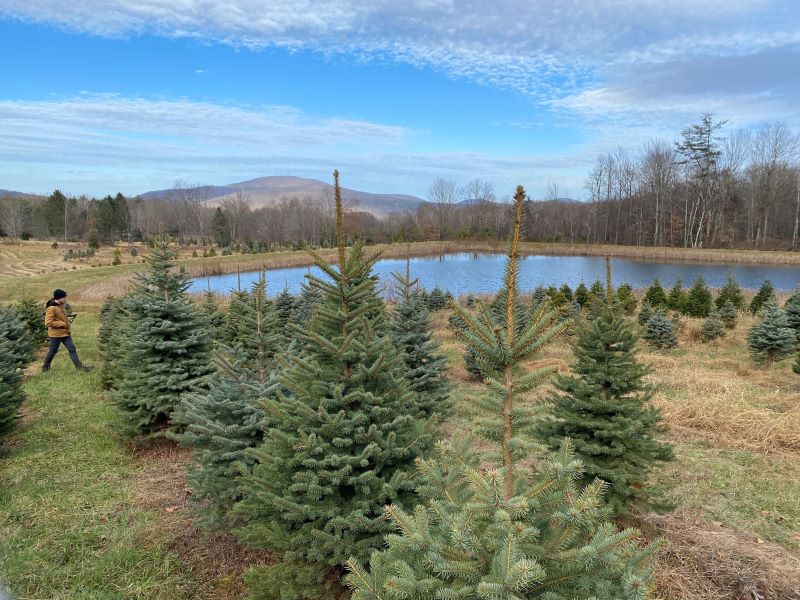 Christmas tree farm overlooking a pond