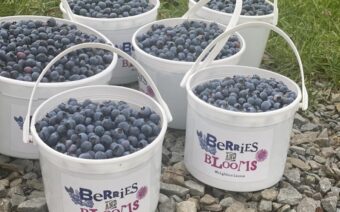 WYO-Berries&BloomsHighHorizonsFarm2-web