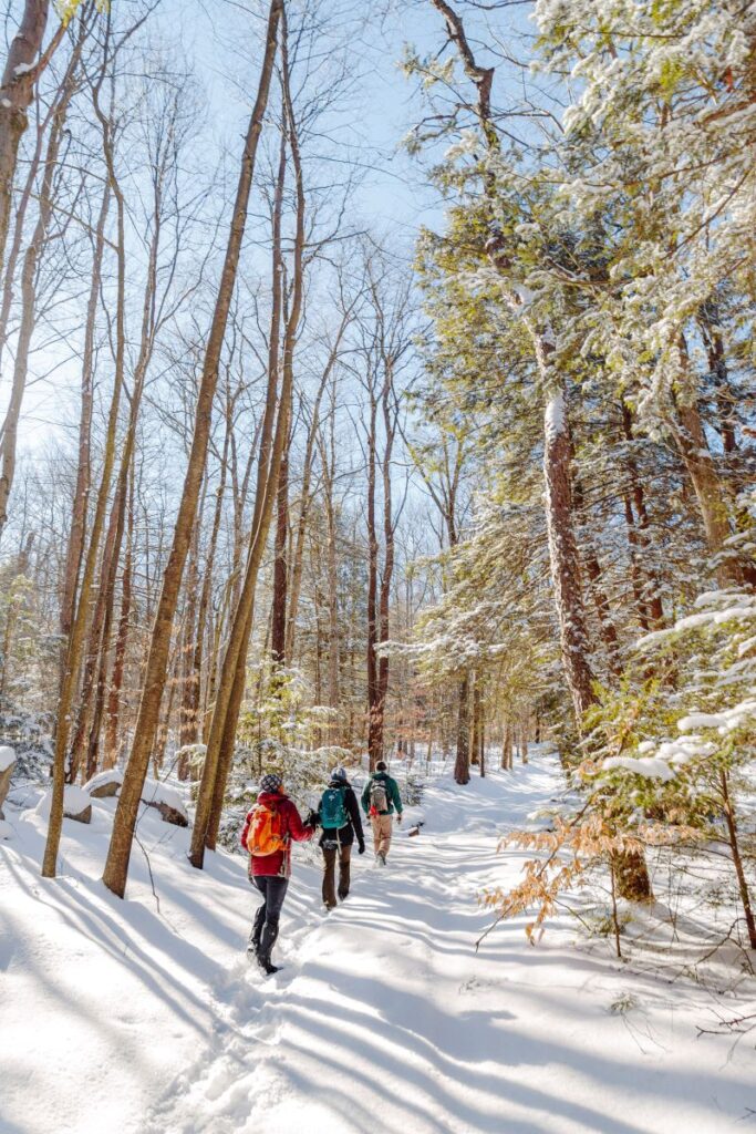 Three hikers walk down a snow-covered trail surrounded by tall trees