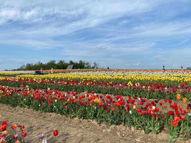 A field filled with rows of multicolored tulips at Brown Hill Farms