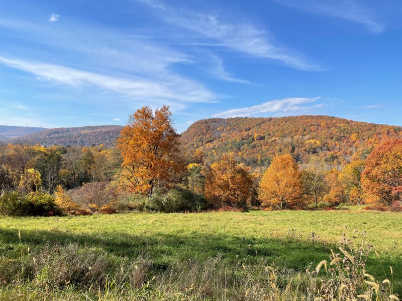 A field with fall foliage at Miller Mountain