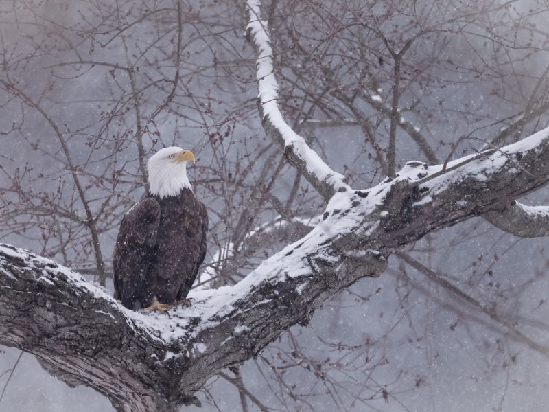 Bald eagle on a snowy tree branch.