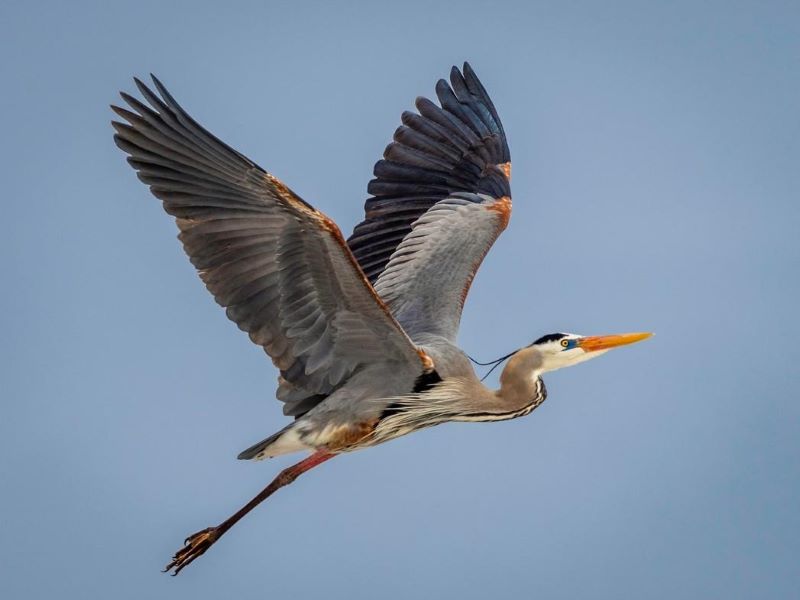 Photographing Birds with Rick Liebert