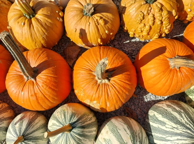 Pumpkins and scarecrows decorate the grounds at Creekside Gardens