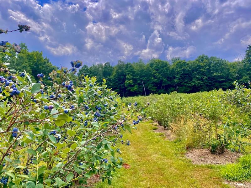 Blueberry Haven