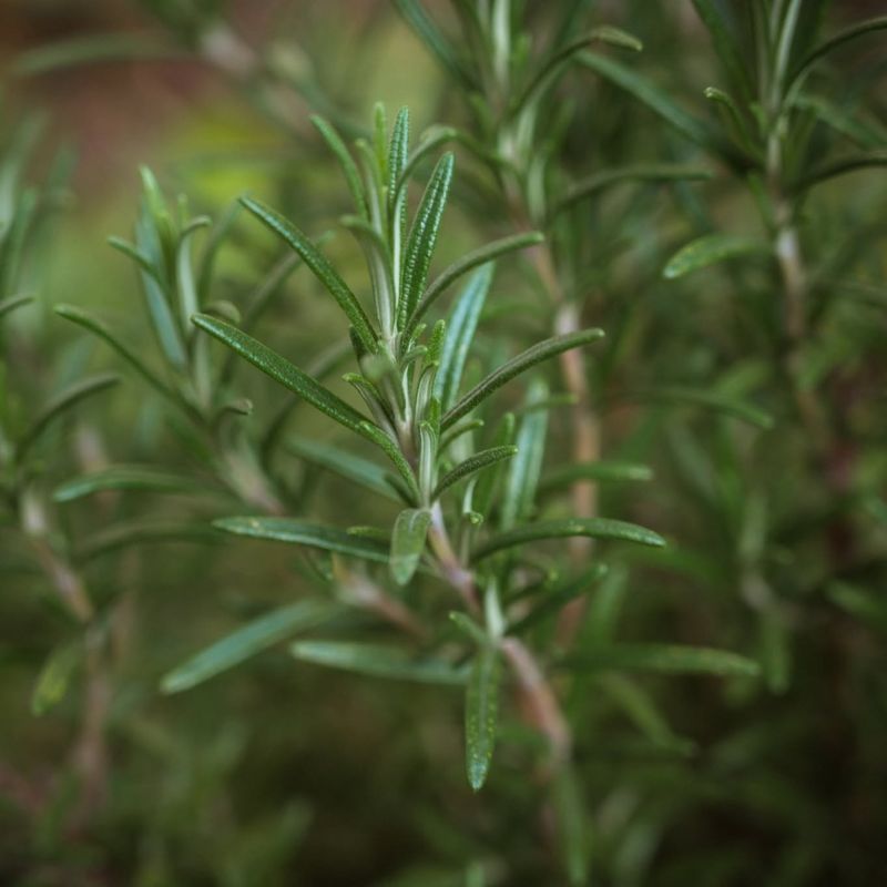 Wild Notion Farms
